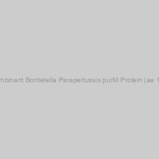Image of Recombinant Bordetella Parapertussis purM Protein (aa 1-349)